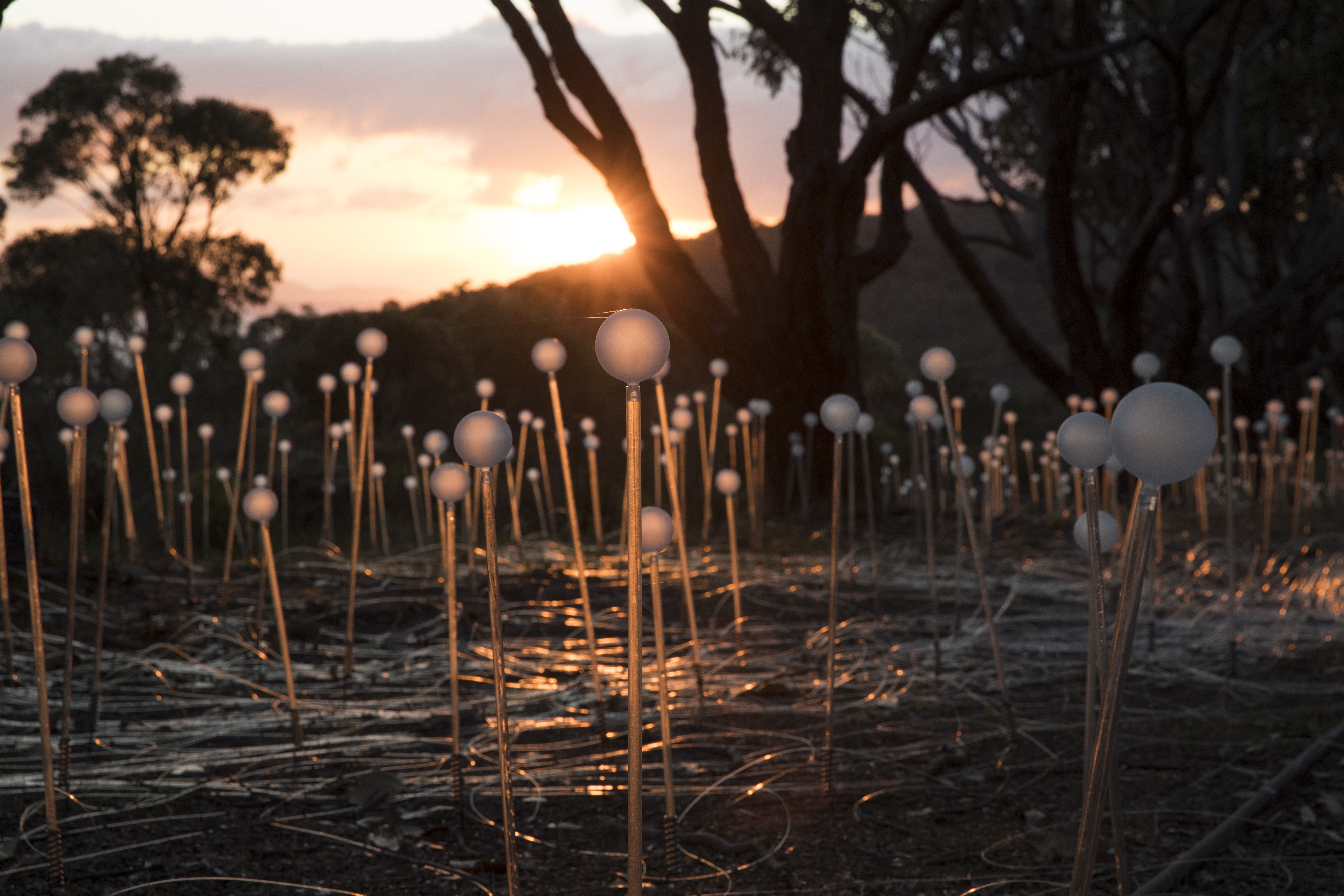 Field of Light Avenue of Honour Bruce Munro Albany 2018 Photograph by Mark Pickthall courtesy of the Bruce Munro Studio 17