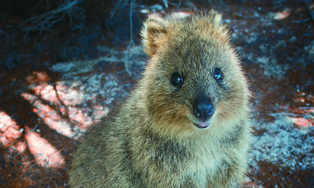 Quokka
