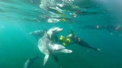 Dolphins