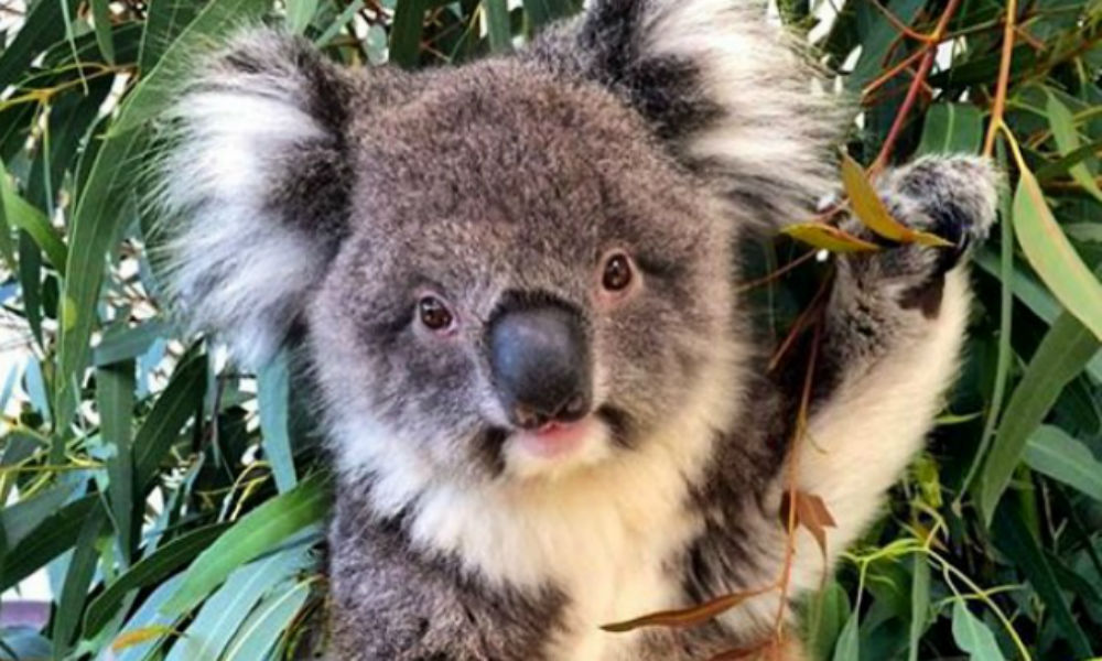 Koala
