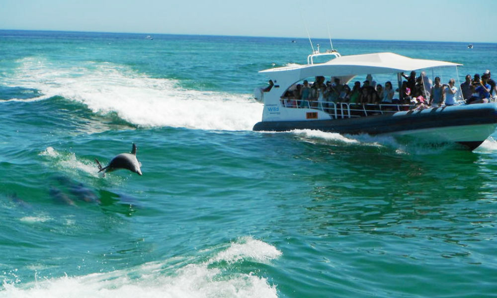 Dolphin cruise