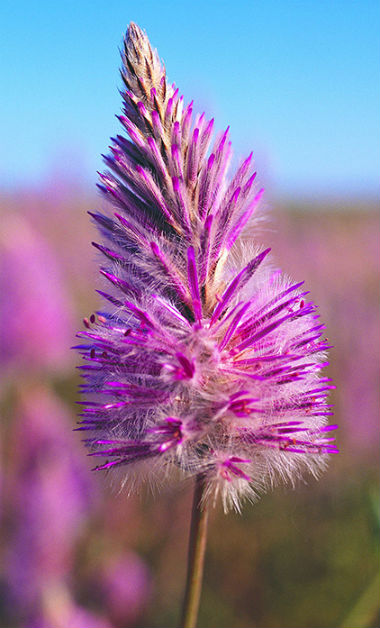 Mulla mulla wildflower