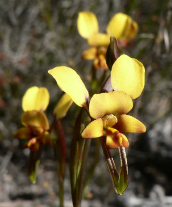 Donkey orchid