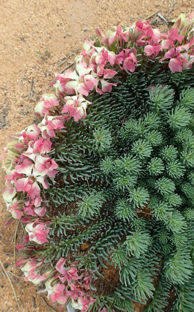 A wreath flower in regional WA